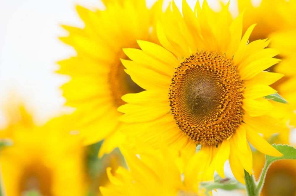 絵本の会ひまわり